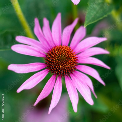 Echinacea 