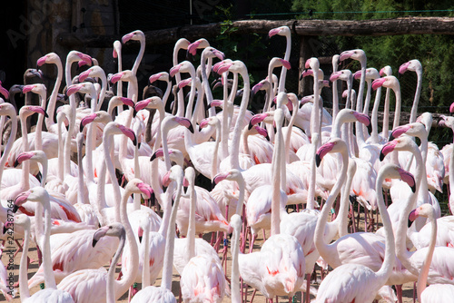 flock of pink flamingo birds
