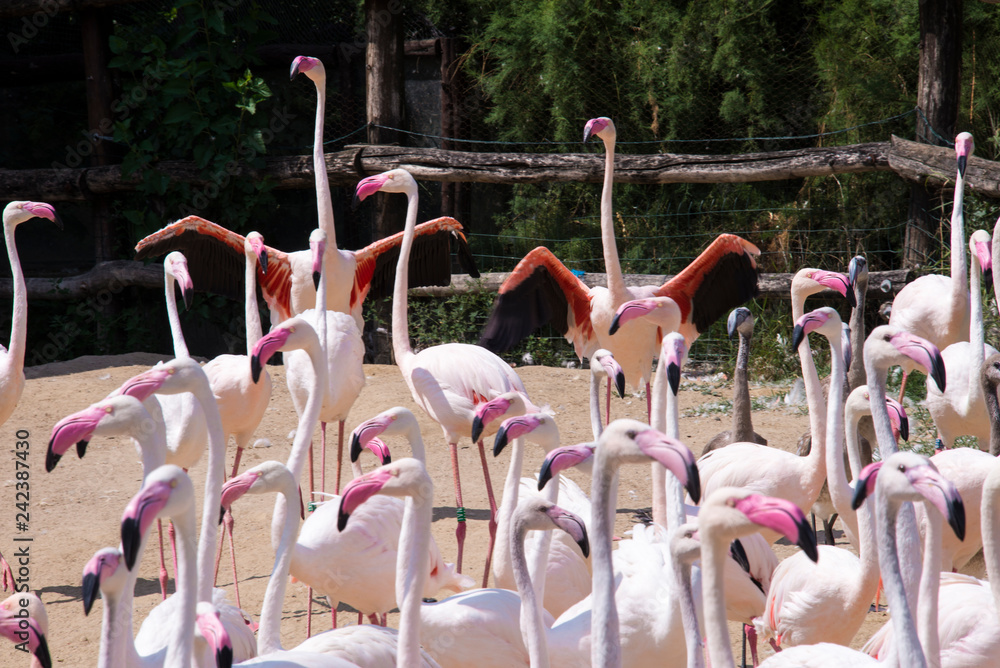 Naklejka premium flock of pink flamingo birds