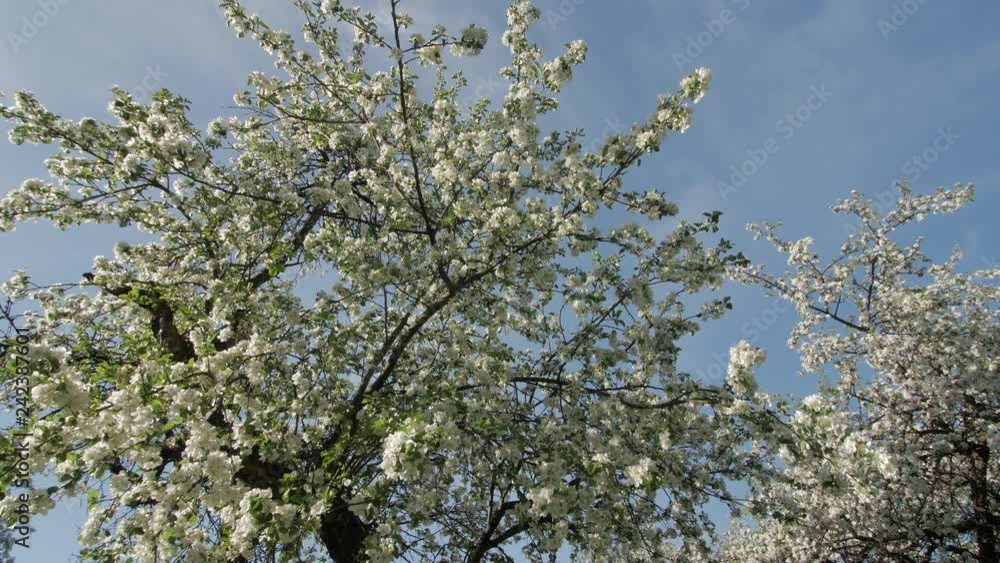 Blooming apple trees low angle shot. Flowering blooming apple tree, garden. White flowers. .Apple tree in bloom.