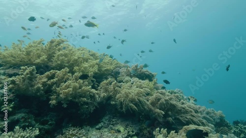 Wallpaper Mural Tropical fish swimming near coral reef on sea bottom. Scuba diver diving in deep sea. Diver swimming over coral and fish. Uderwater diving in deep ocean. Underwater world and marine life. Torontodigital.ca