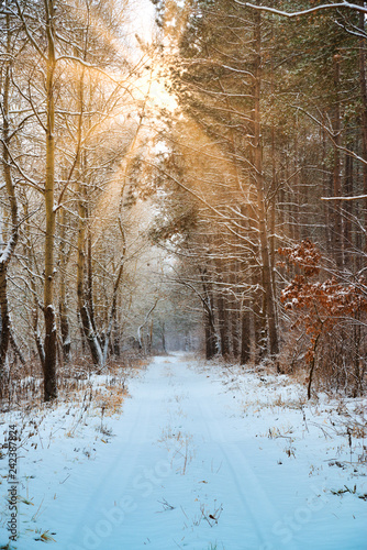 Road in winter forest and bright sunbeams