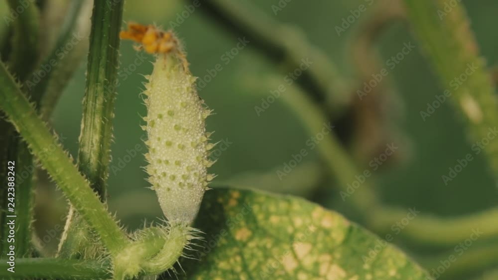 Organic Green Cucumbers Growing on Vines In Vegetable Garden Organic Green Cucumbers Growing on Vines In Vegetable Garden