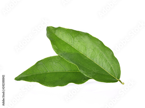  Yanang leaf isolated on white background photo