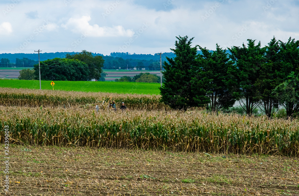 Obraz premium Corn Fields Waiting for Harvest