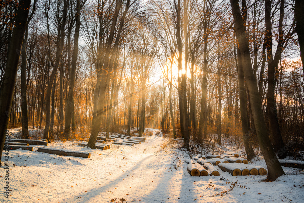 Beautiful winter sunset with trees in the snow and rays of sun Beautiful winter sunset with trees in the snow and rays of sun