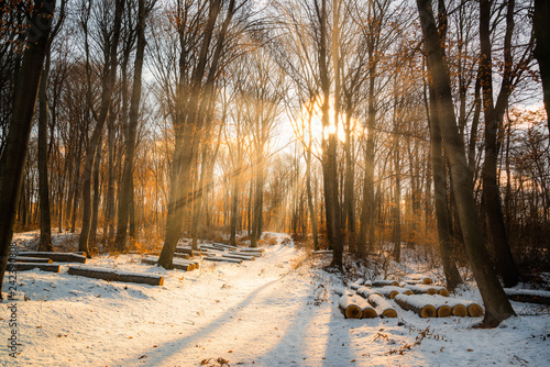 Beautiful winter sunset with trees in the snow and rays of sun