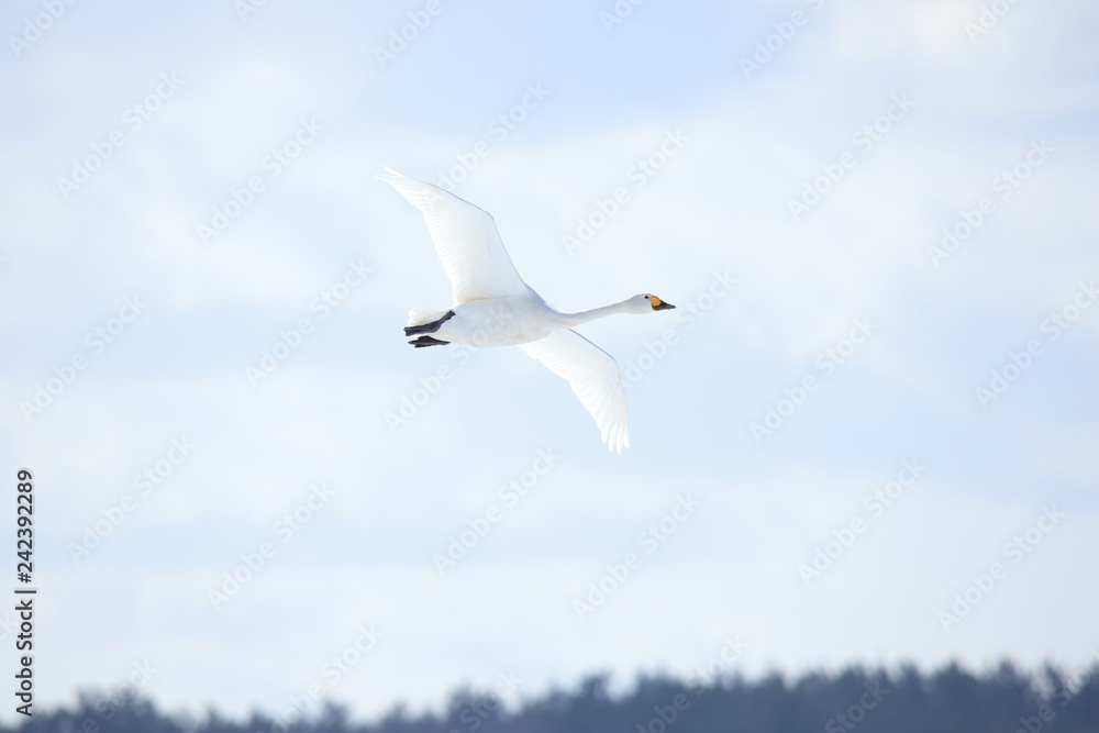 Obraz premium ハクチョウ Swan