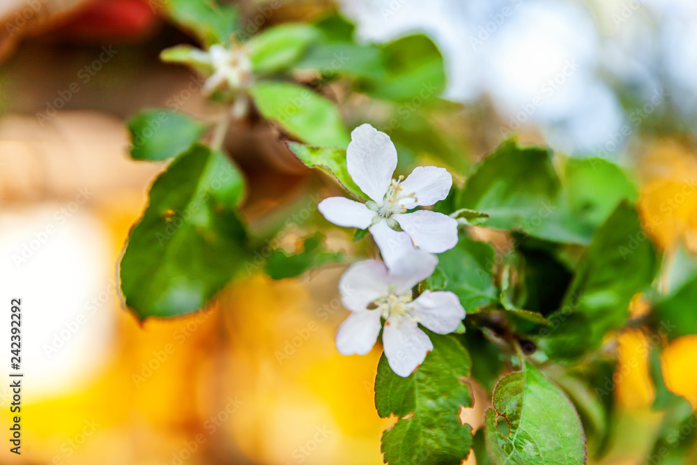 Fototapeta premium White apple flowers blossom tree in spring time