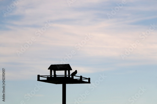 Bird in a bird house. Bird silhouette against beautiful bright sky. Minimal composition, copy space.