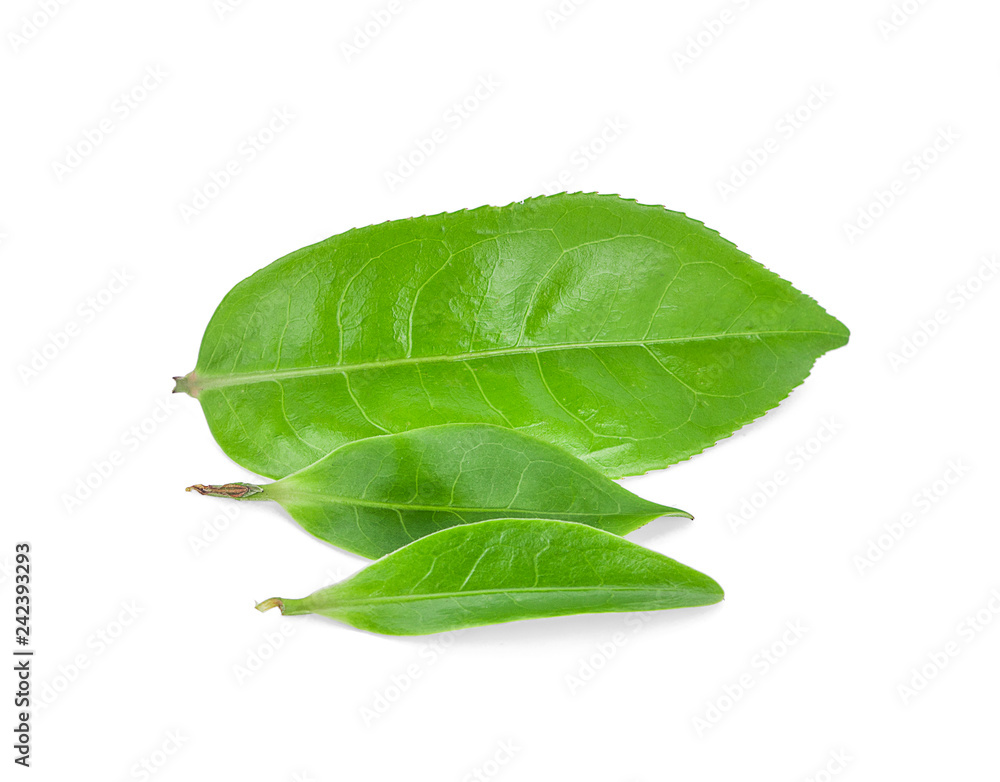 Obraz premium green tea leaf isolated on white background