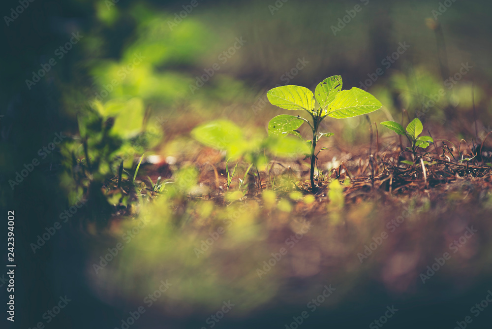 new life concept, plant seeding in nature new life concept, plant seeding in nature
