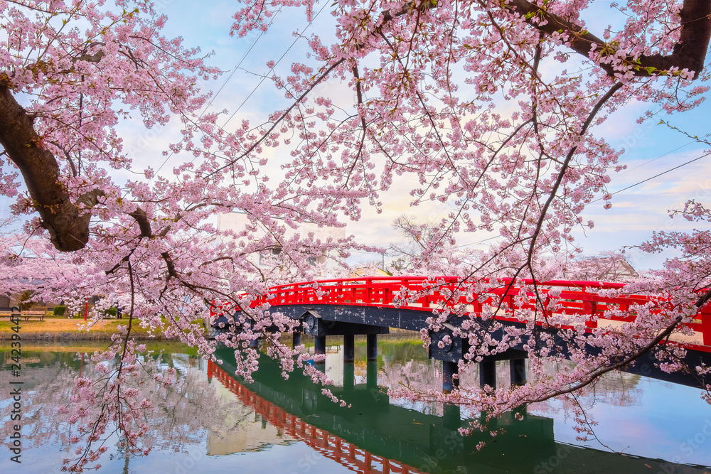 Fototapeta Full bloom Sakura - Cherry Blossom at Hirosaki park, in Japan