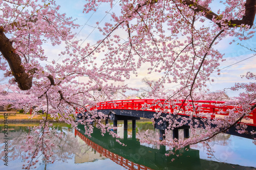 Fototapeta Full bloom Sakura - Cherry Blossom at Hirosaki park, in Japan