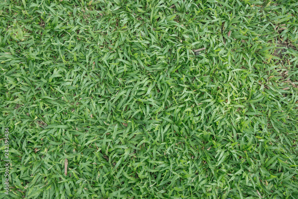 Green grass seamless texture. Seamless in only horizontal dimension Green grass seamless texture. Seamless in only horizontal dimension