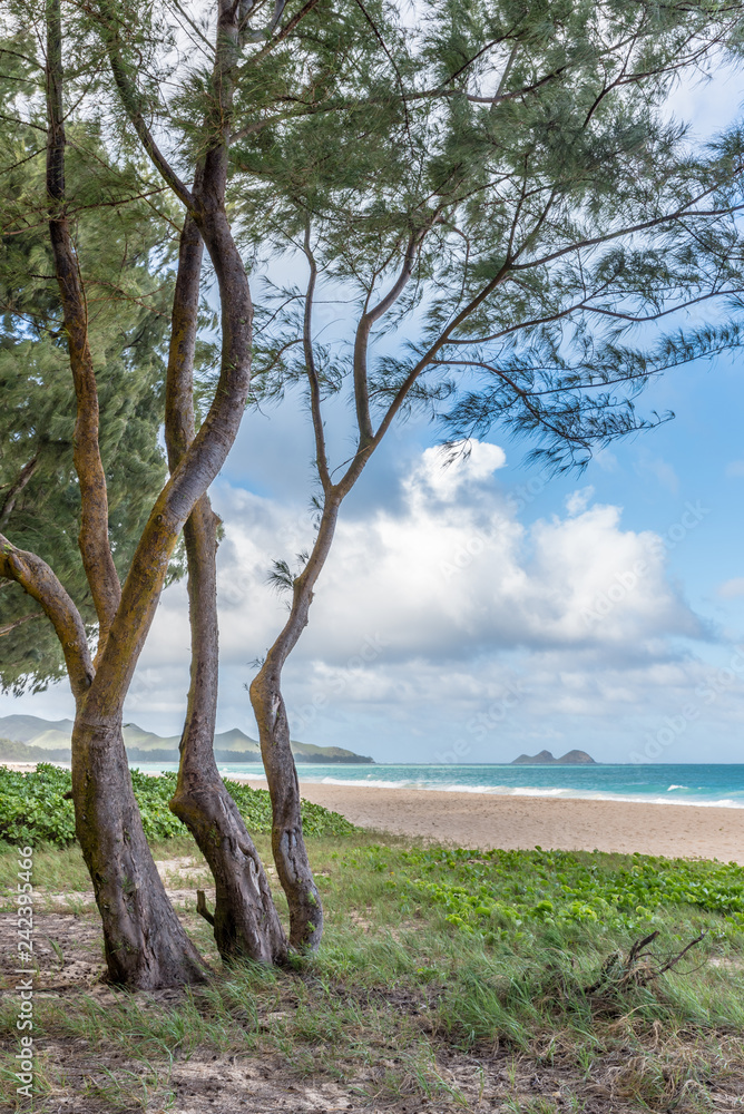 Waimanalo Beach on the windward side of Oahu, Hawaii as seen through the ironwood trees Waimanalo Beach on the windward side of Oahu, Hawaii as seen through the ironwood trees