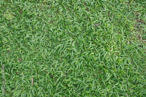 Green grass seamless texture. Seamless in only horizontal dimension