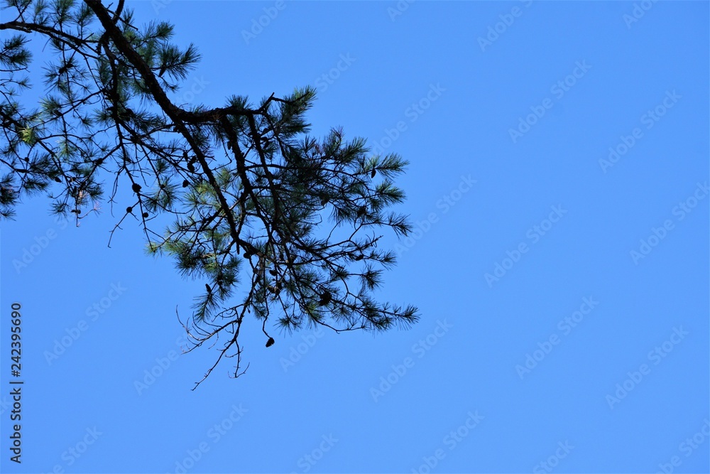 The tip of the pine tree against clear blue sky on the background, copy space for text, Winter in Georgia USA. The tip of the pine tree against clear blue sky on the background, copy space for text, Winter in Georgia USA.