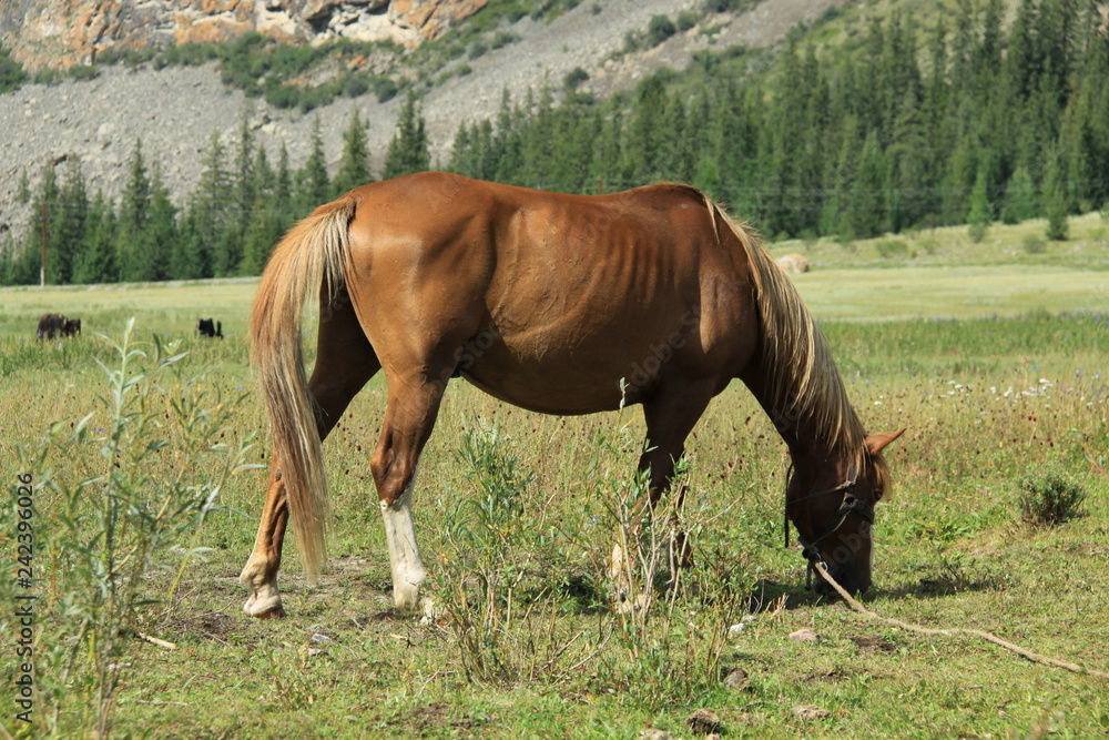 Obraz premium horse