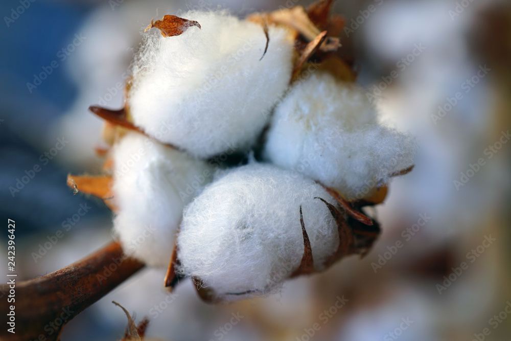 Bunches of soft white cotton flowers for sale at a flower market Bunches of soft white cotton flowers for sale at a flower market