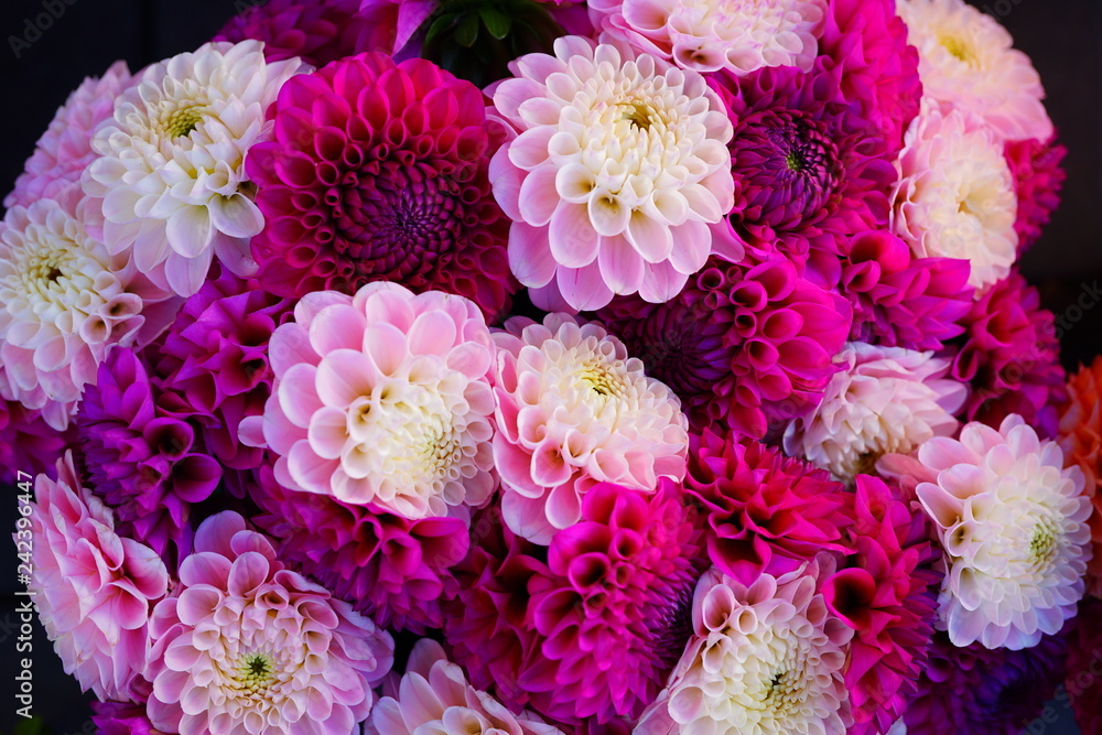 Bright bunches of colorful pompom dahlia flowers at the market Bright bunches of colorful pompom dahlia flowers at the market