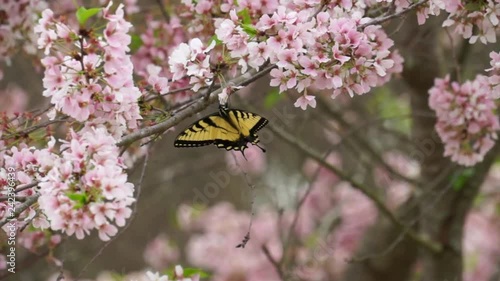 Cherry Blossoms V