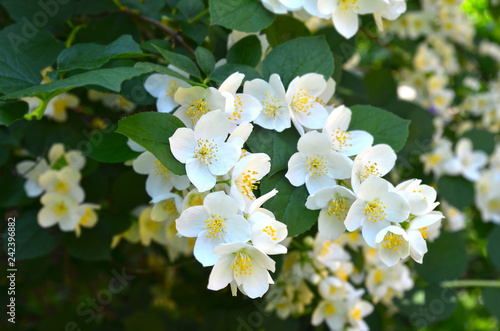 Beautiful white jasmine flower, breed Bialy Karzel