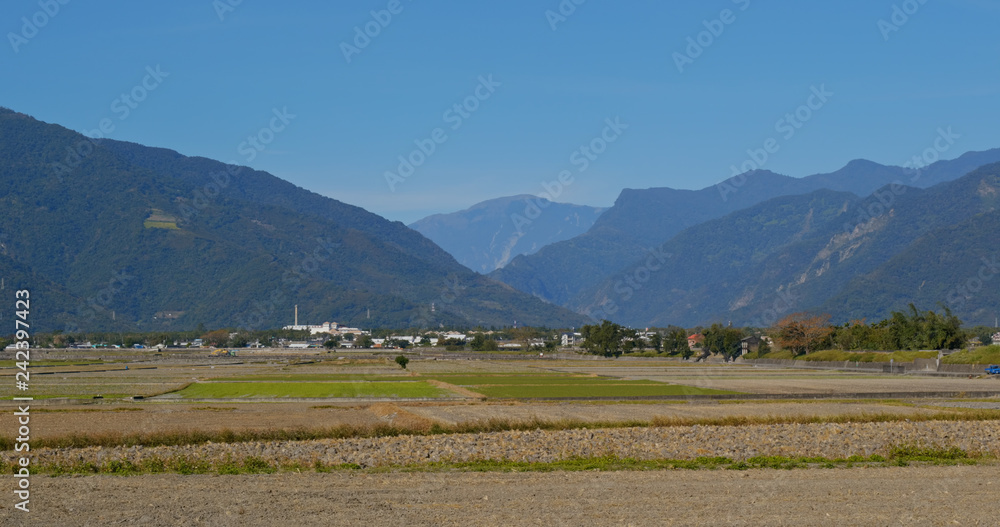 Fototapeta premium Chishang paddy rice meadow field