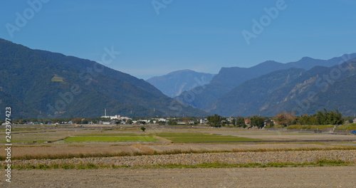 Chishang paddy rice meadow field