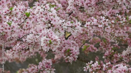 Cherry Blossoms VIII