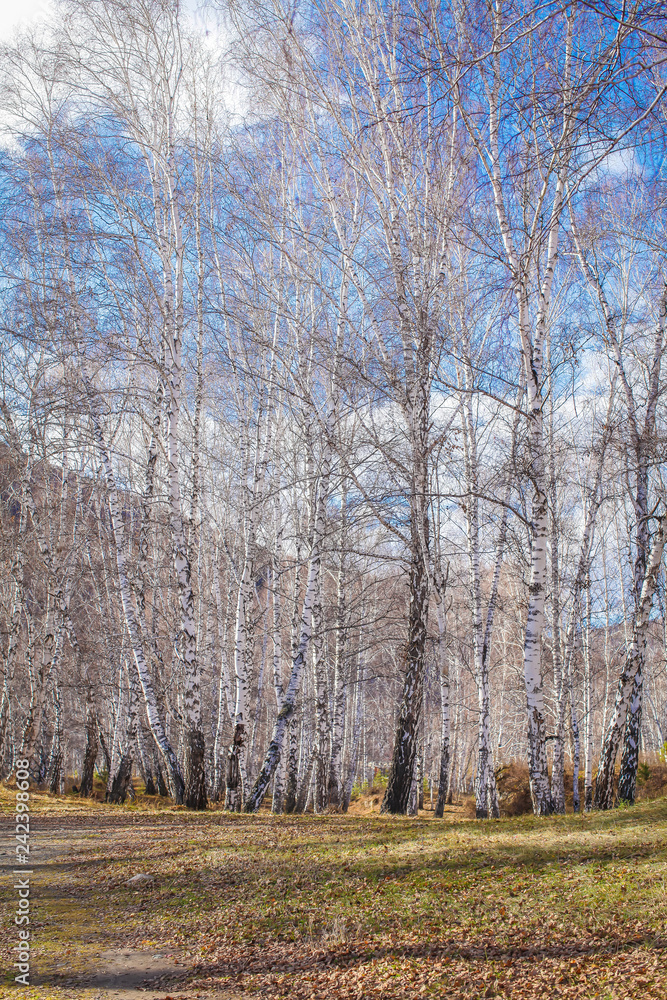 The sun shines on birch tree with branches without leaves against blue sky in autumn forest on a sunny day The sun shines on birch tree with branches without leaves against blue sky in autumn forest on a sunny day