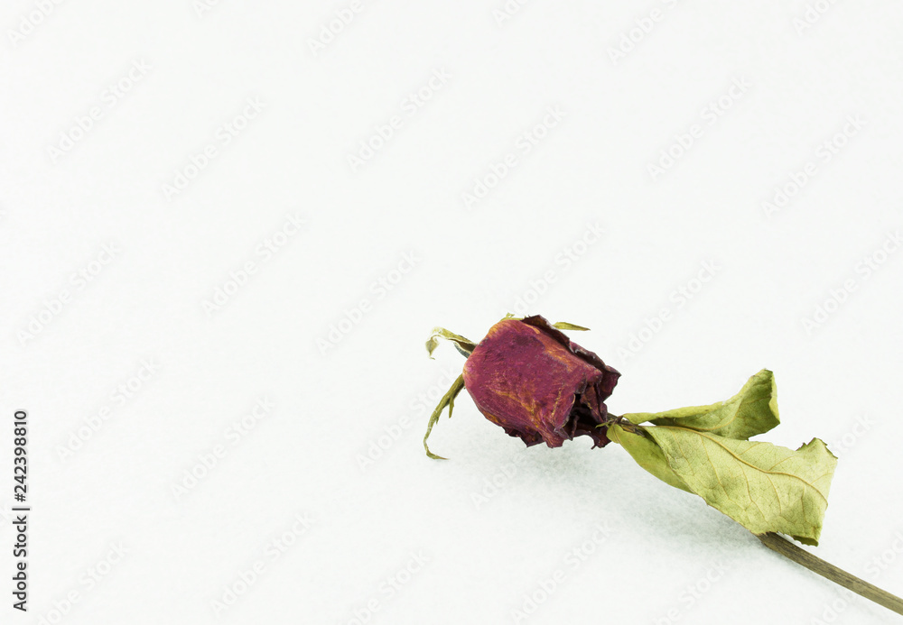 Dry red rose isolated on white background