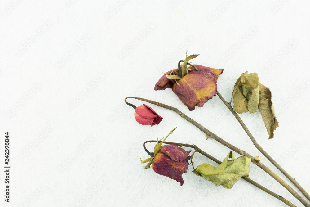 Dry red rose isolated on white background