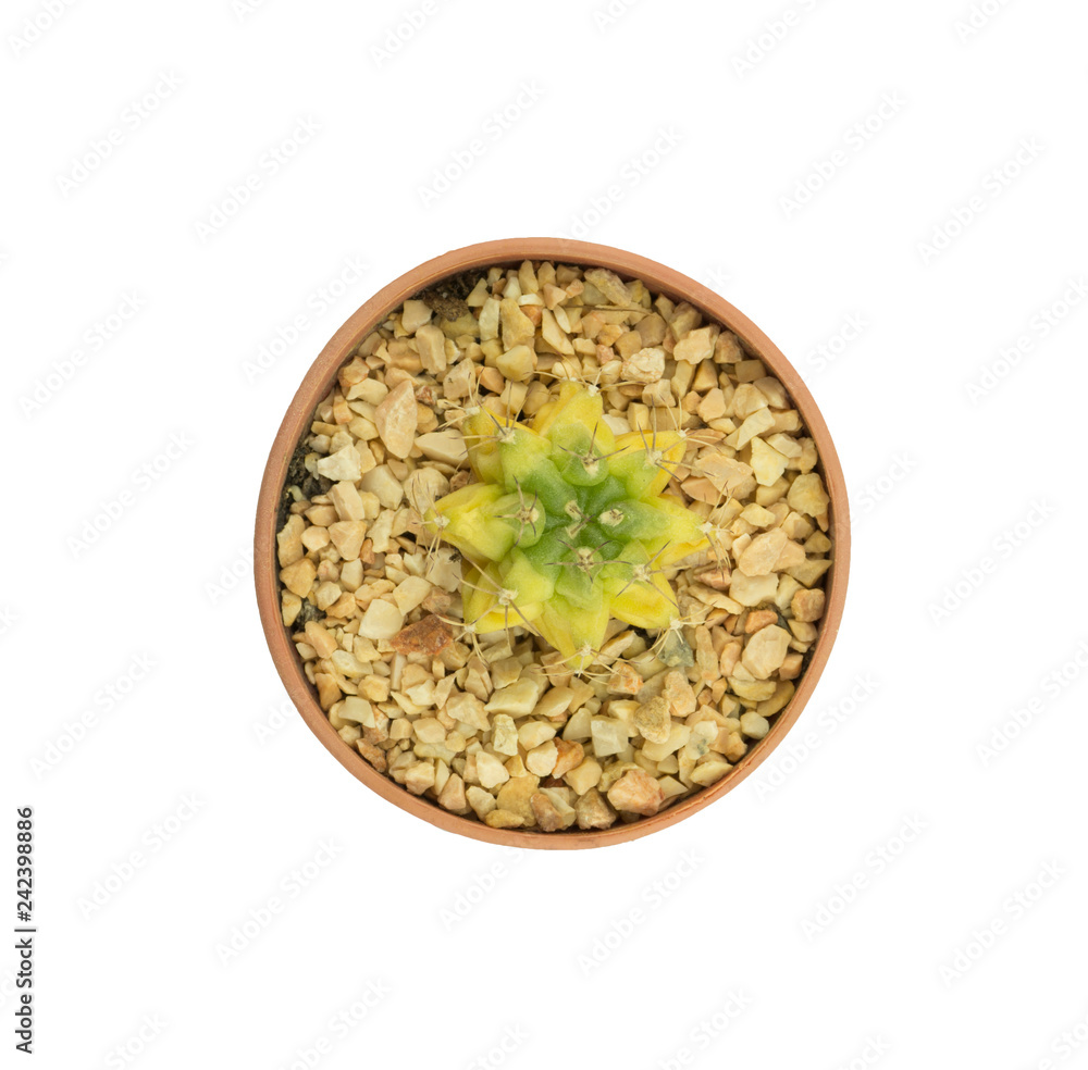 Top view small cactus isolated on white background