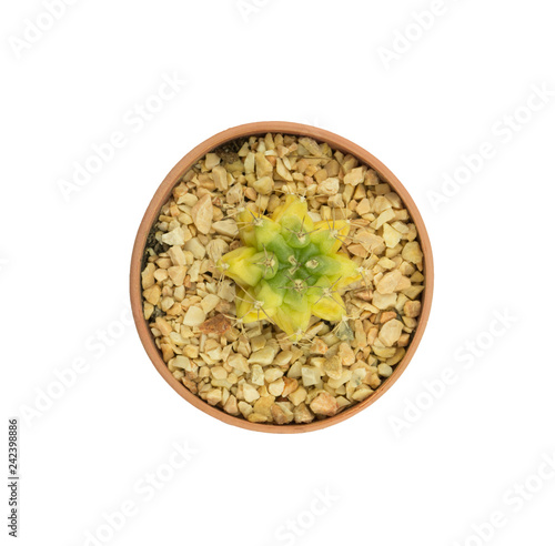 Obraz na płótnie Top view small cactus isolated on white background w salonie