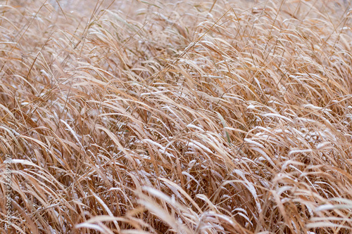 Background of dry, yellow, brown grass covered with white snow on a frosty winter day.