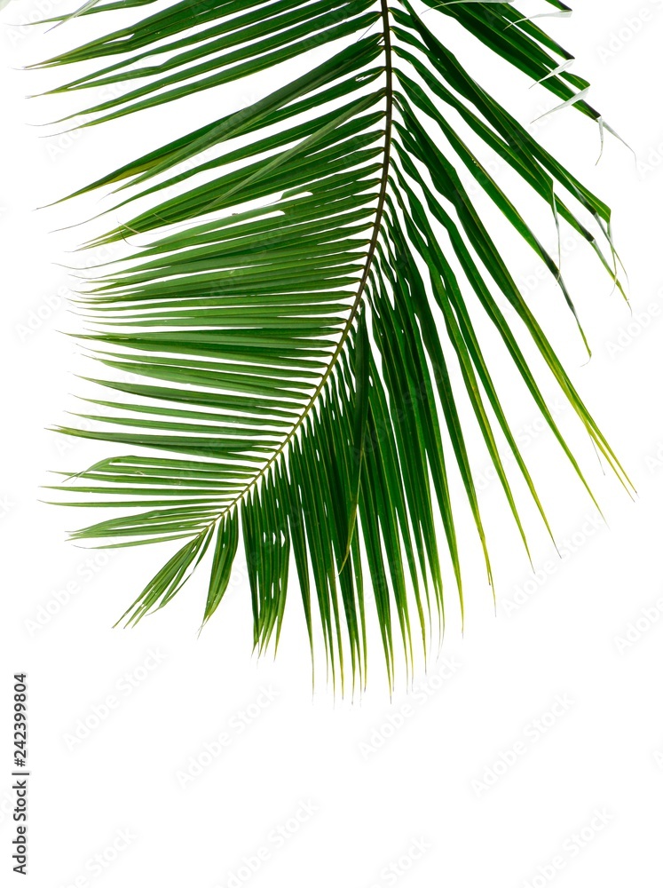 Fototapeta premium palm coconut leaves on white background