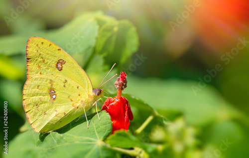 Female Cloudless Sulphur (Phoebis sennae) butterfly feeding on a red flower in the garden. Natural green background.  photo