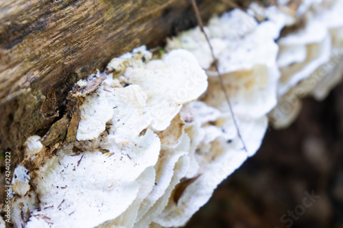 wild mushroom growing up on timber