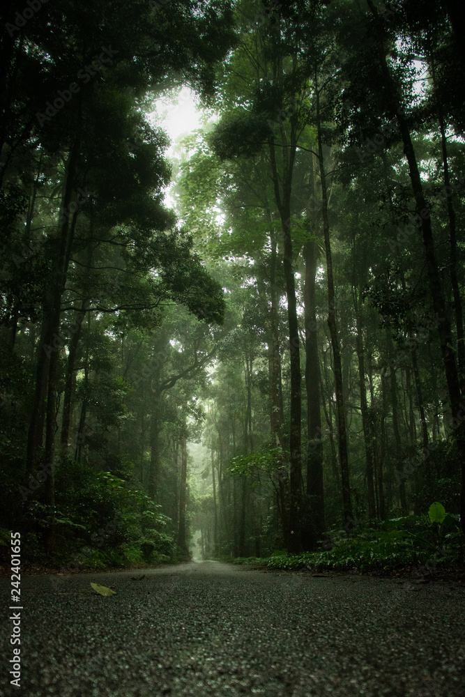 Fototapeta premium path in the forest