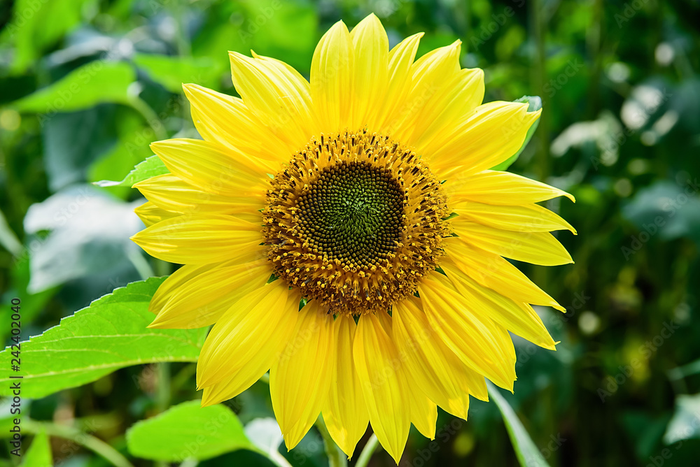 Beautiful romantic sunflower flower sea