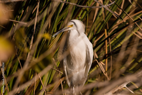 a white snowy egret hides along cat tails and reeds at lakes edge photo