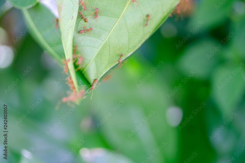 Ants on a green leaf background blur. Ants on a green leaf background blur.