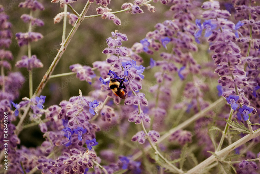 Obraz premium Lavender Bee