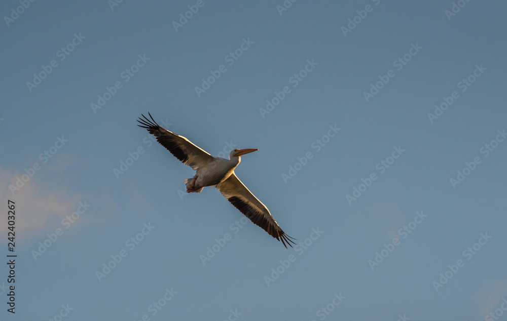 Obraz premium White pelican in flight