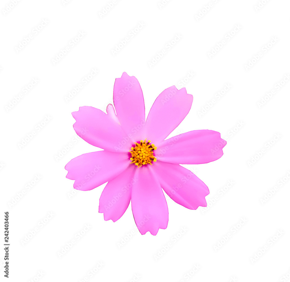 Purple Flower Isolated on White Background