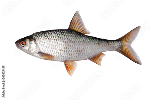 Fotografie Fish roach on white. Isolated on white.