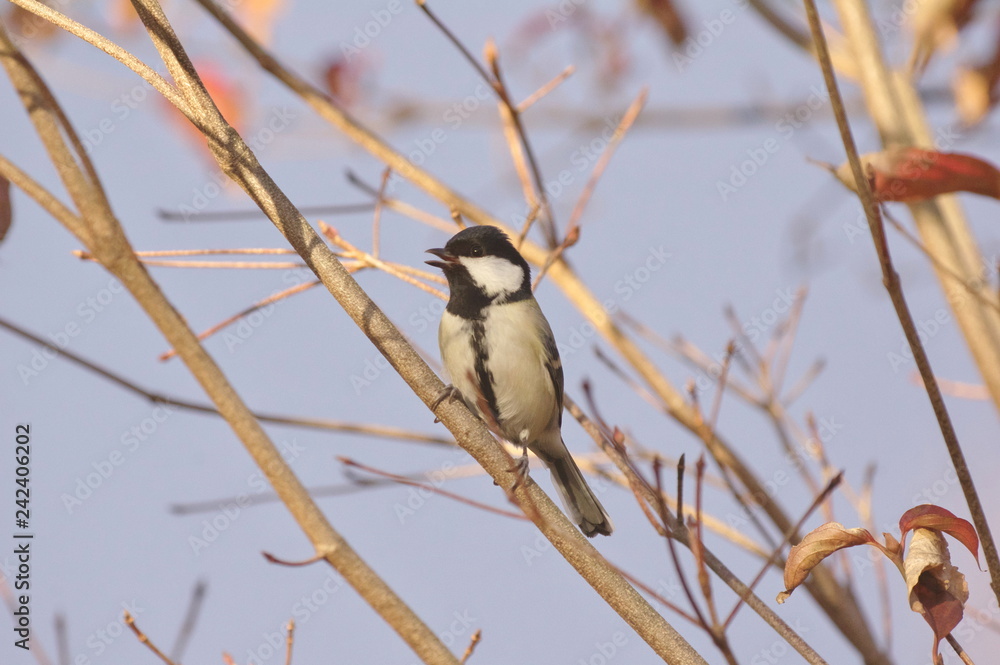 Naklejka premium シジュウカラ