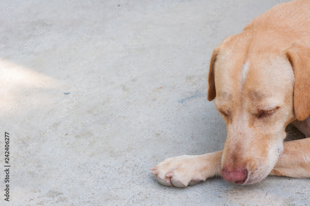 Close up young brown Dog Labrador sleep on concrete floor background copy space Close up young brown Dog Labrador sleep on concrete floor background copy space