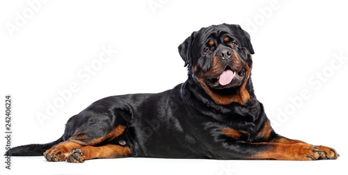 Rottweiler Dog  Isolated  on White Background in studio